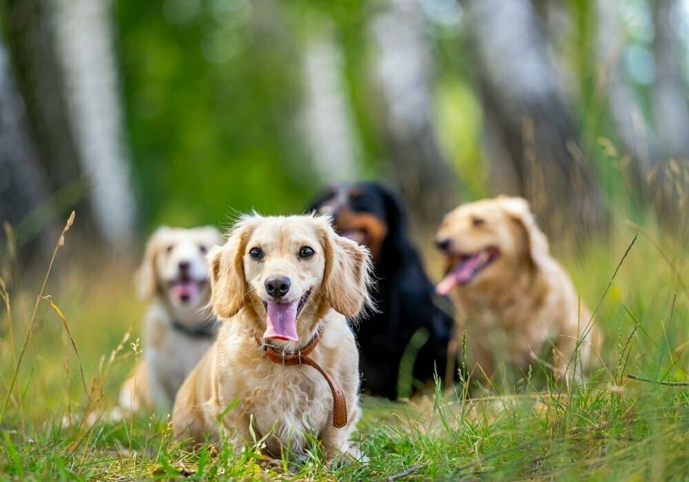 Cachorros de raças pequenas no gramado