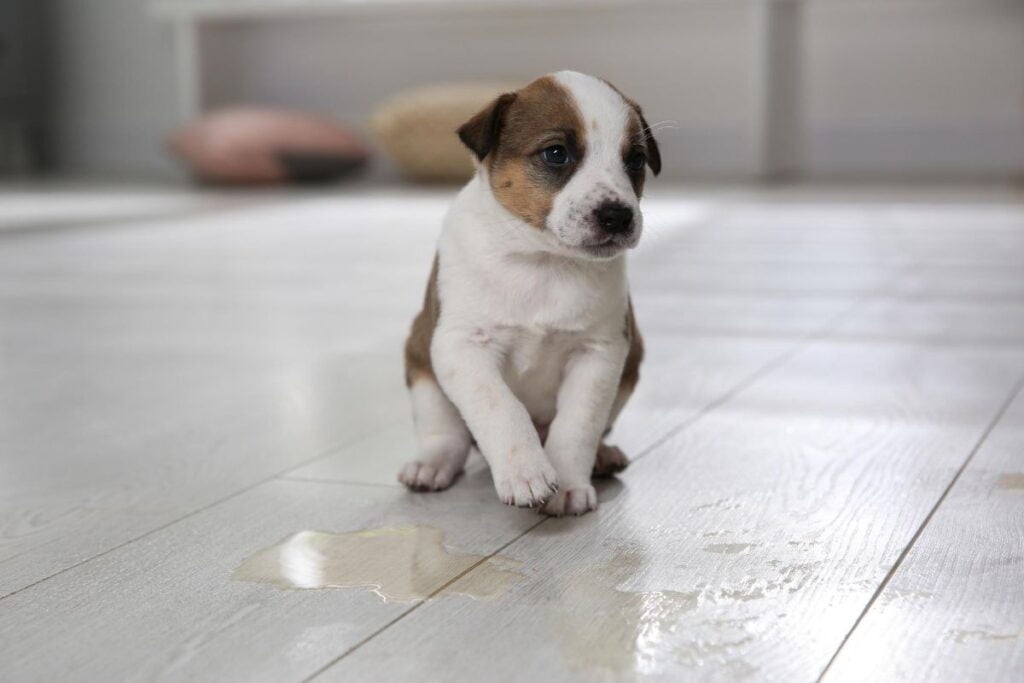 como ensinar filhote de cachorro fazer necessidades no lugar certo