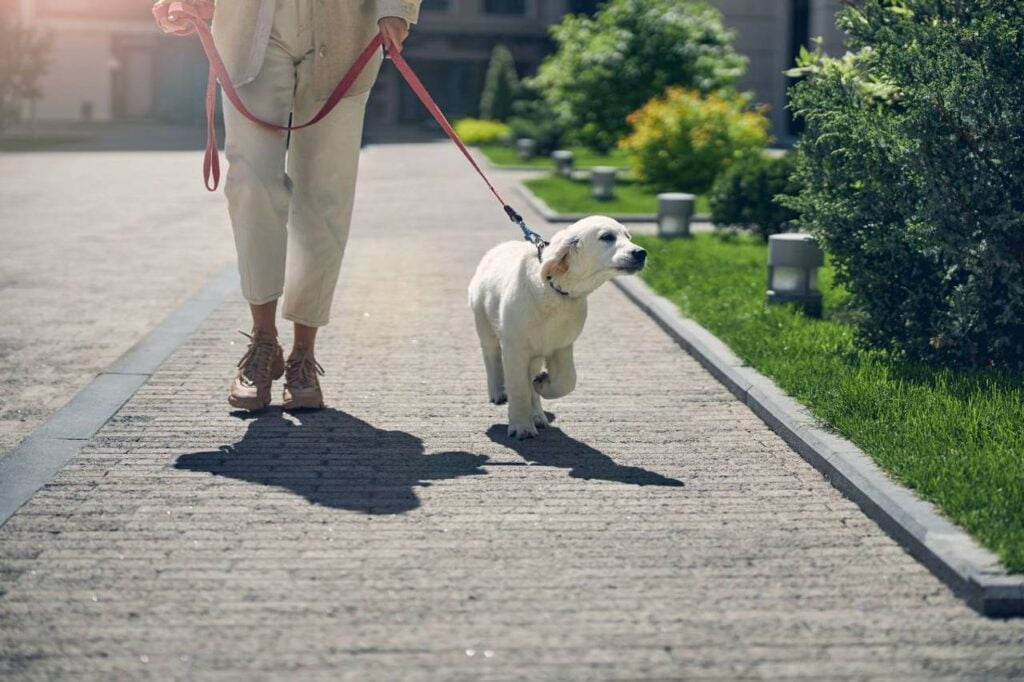 tutora levando seu cachorro para passear