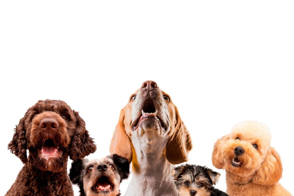 vários cachorros juntos