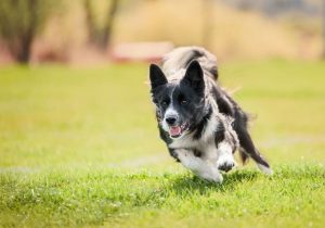 Cachorro correndo em um jardim