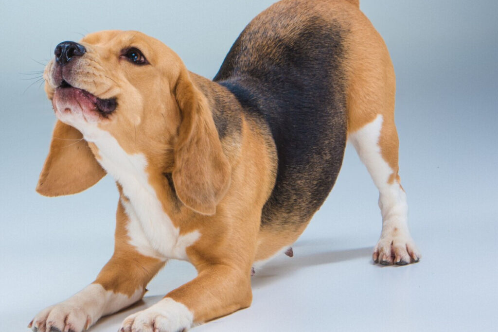Cachorro Beagle se espreguiçando feliz