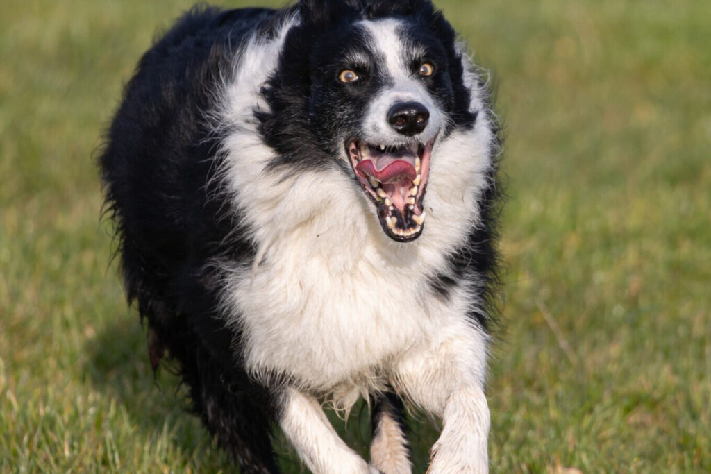 Cachorro Border Collie correndo no gramado