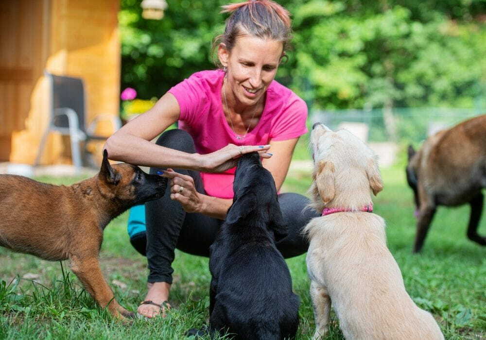 Adestradora ensinando comandos para cachorros