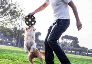 Tutor brincando com cachorro no parque