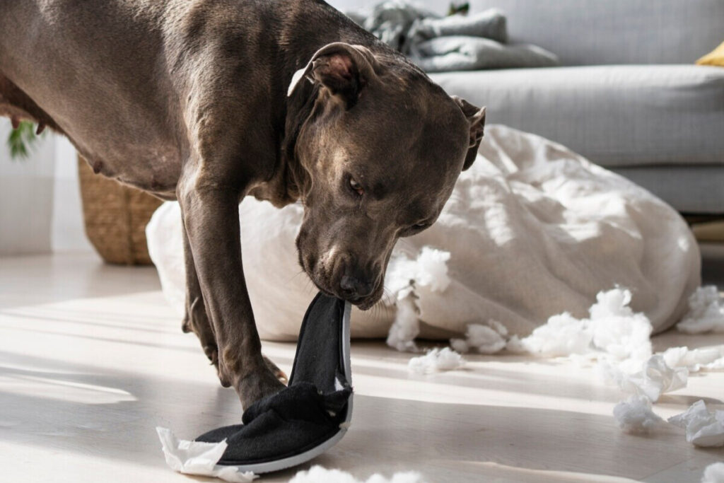Cachorro brincando com chinelo rasgado