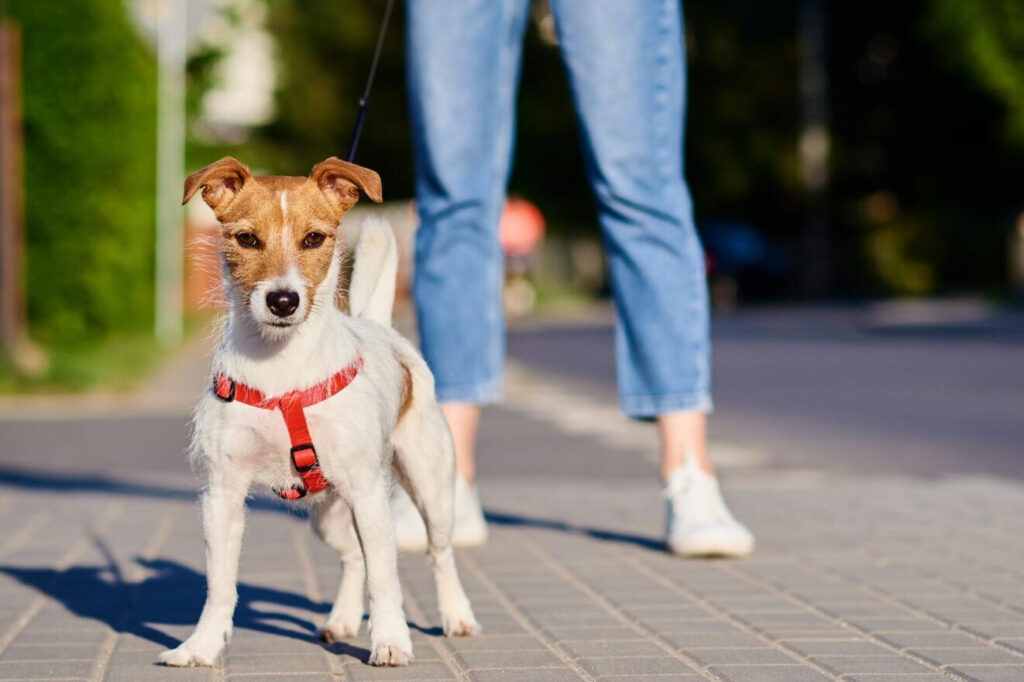 Cachorro na coleira passeando com a dona na rua