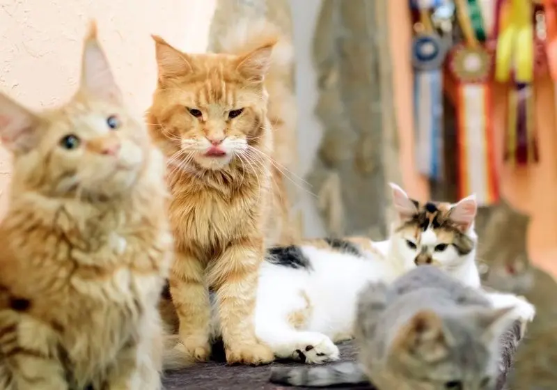 Gatos olhando para câmera