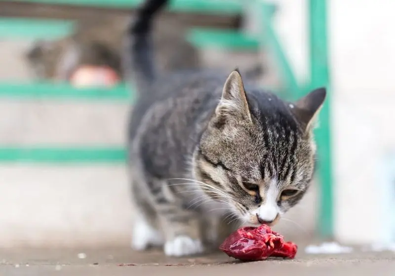 Gato comendo um pedaço de carne crua