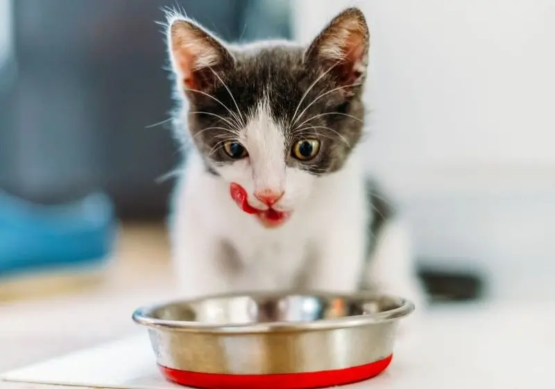 Gato com a língua de fora olhando o seu pote de ração metálico