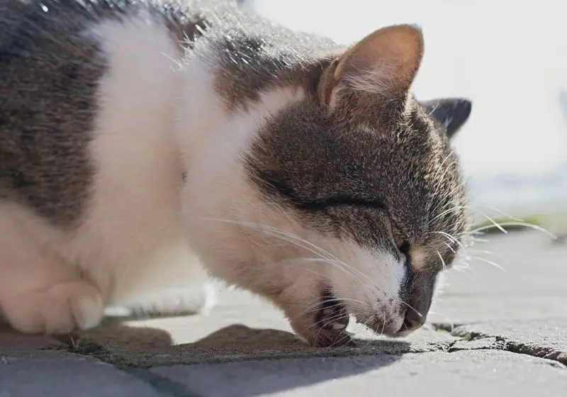 Gato com expressão de dor vomitando em uma calçada