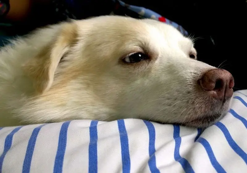 Cachorro doente deitado em um travesseiro