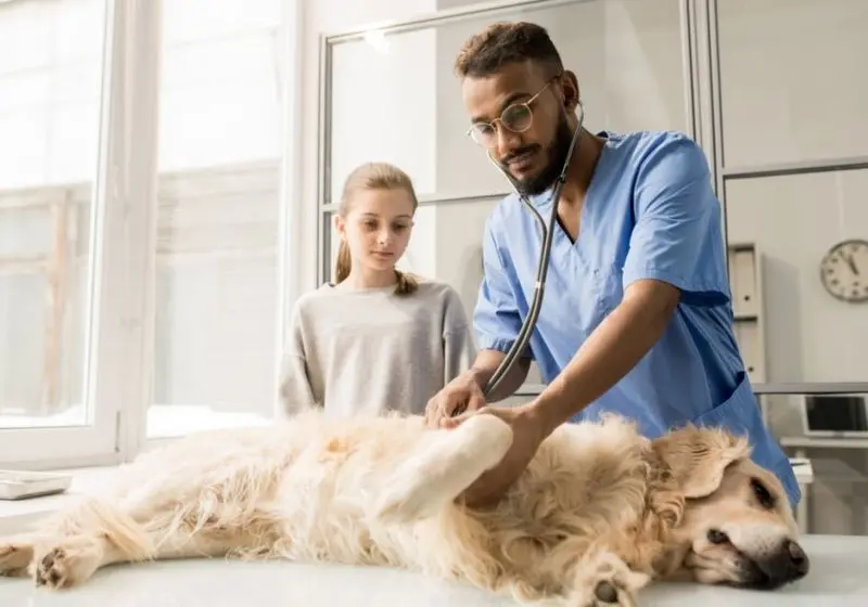 Veterinário examinando cachorro em seu consultório com a tutora ao lado