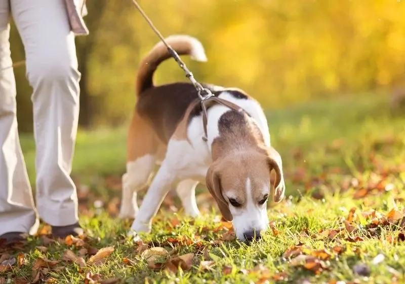 Cachorro farejando algo no gramado junto com seu tutor