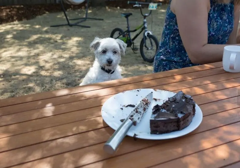 Cachorro em um parque olhando um pedaço de bolo que está sobre a mesa