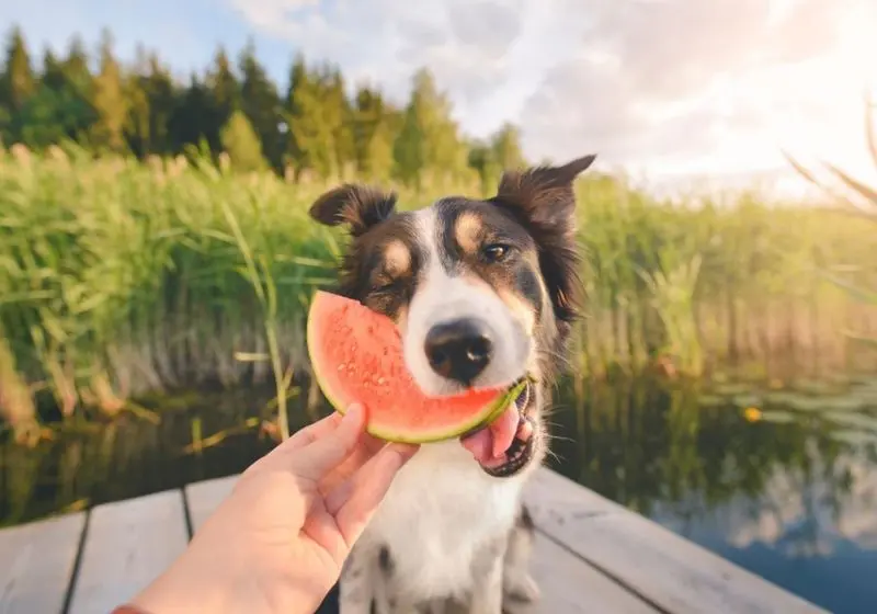 Cachorro na beira de um rio recebendo um pedaço de melancia de uma pessoa