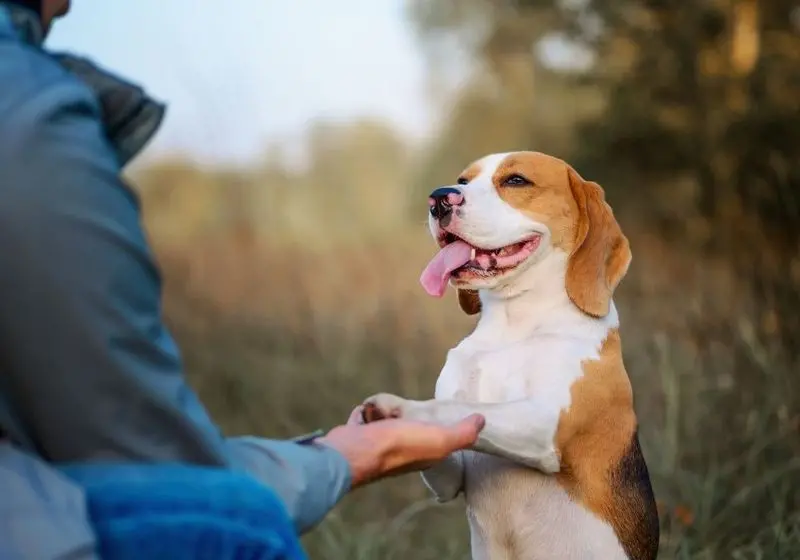 Cachorro sentado com a língua de fora dando as patinhas para o tutor
