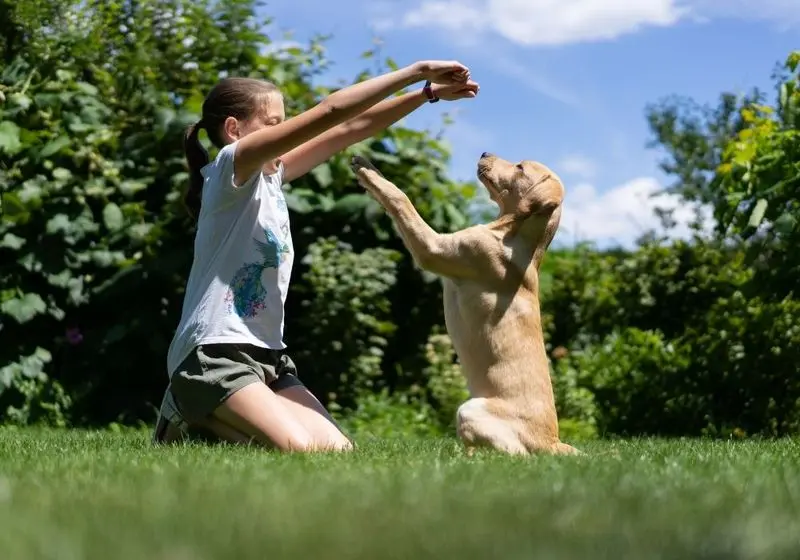 Criança em um jardim adestrando um cachorro de porte grande
