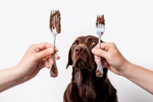 Cachorro olhando para talheres com chocolate