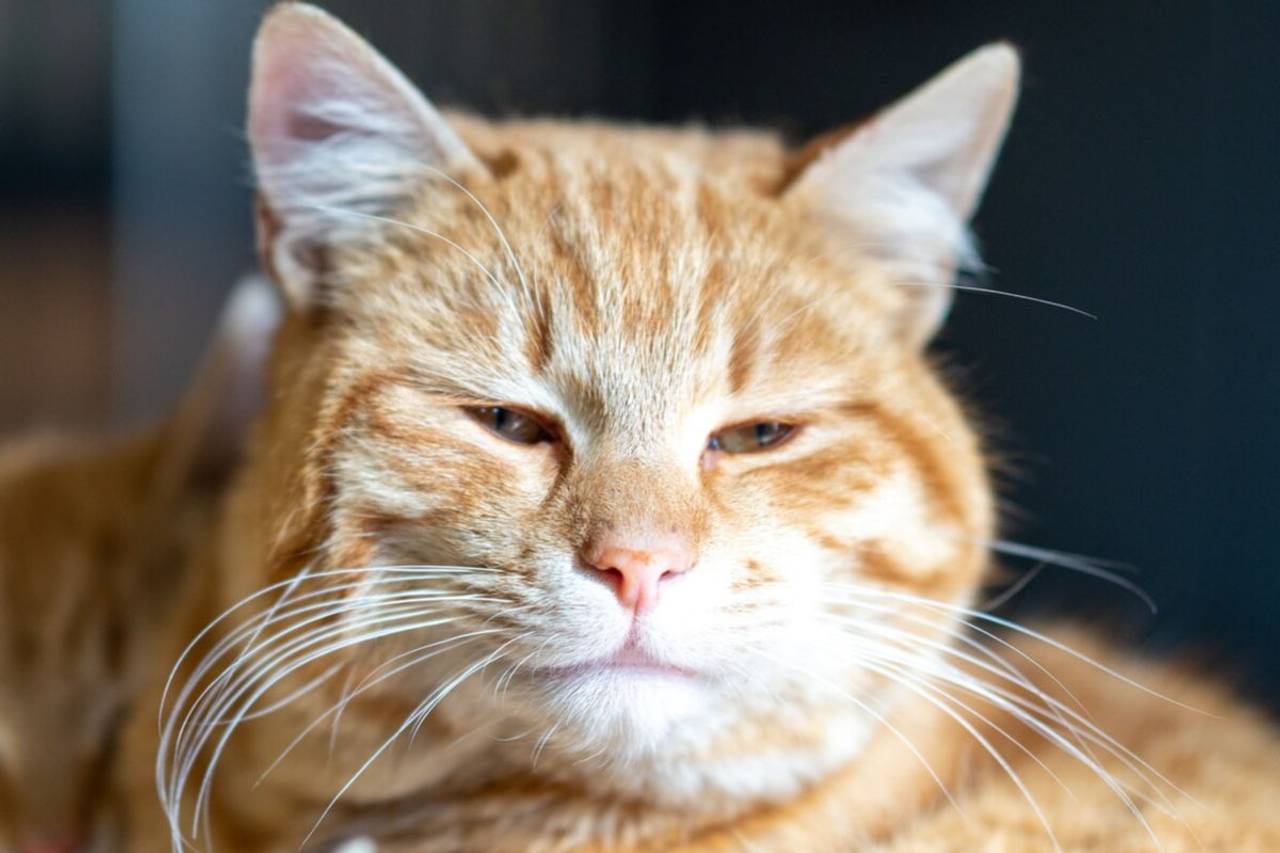 Gato com carinha triste