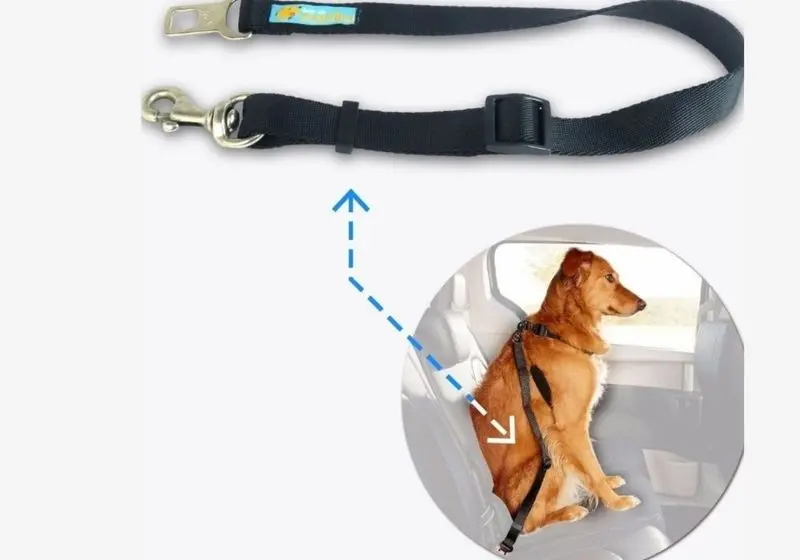 cachorro golden retriever sentado no carro com um sinto de segurança e uma edição mostrando como é o produto de perto