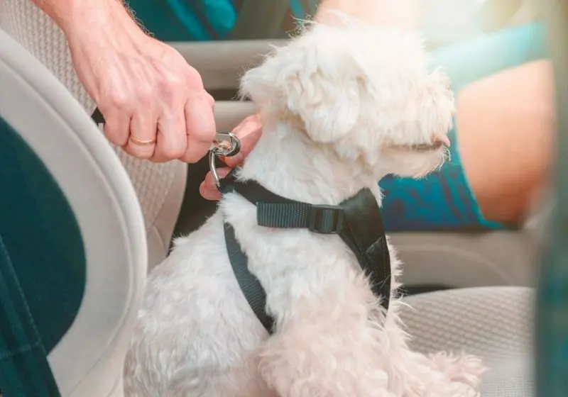 uma pessoa cuidadosamente prendendo o cãozinho no banco com um sinto e garantindo a segurança dele