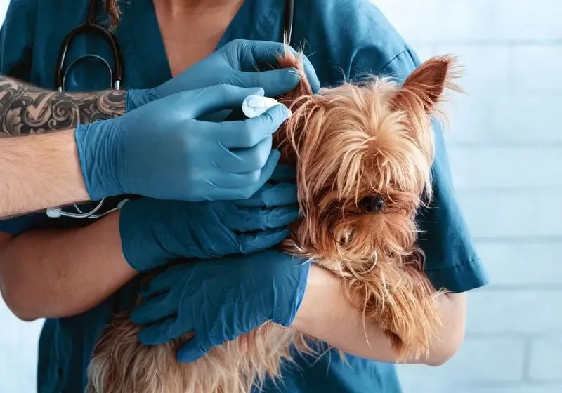 Cachorro de porte pequeno no colo de veterinários que estão examinando seu ouvido