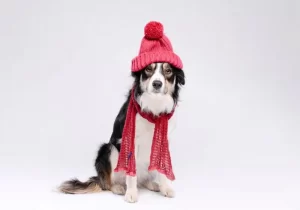 Cachorro com toca e cachecol se protegendo do frio em um fundo branco