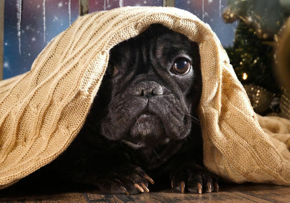 cachorro com frio embaixo de uma coberta