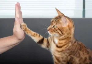 gato rajado laranja em um fundo cinza fazendo high five com o tutor