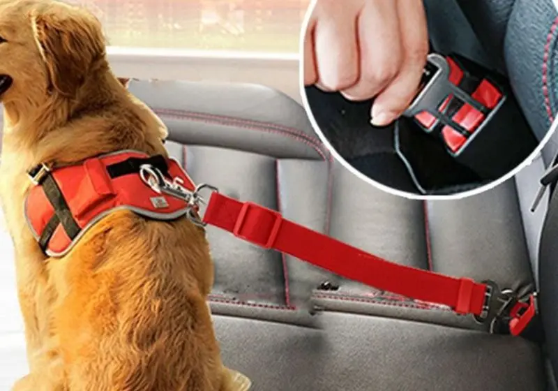imagem mostrando um cachorrinho sentado no banco do carro com um cinto de segurança vermelho e uma pessoa prendendo a fivela