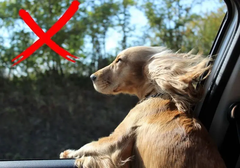 cachorrinho na janela do carro recebendo vento no rosto, mas com um X na imagem, já que essa prática não é ideal