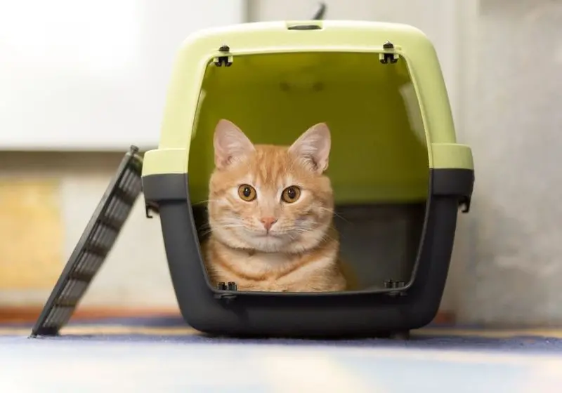 gatinho laranja rajado dentro de uma caixa de transporte preta e verde em um fundo de marmore
