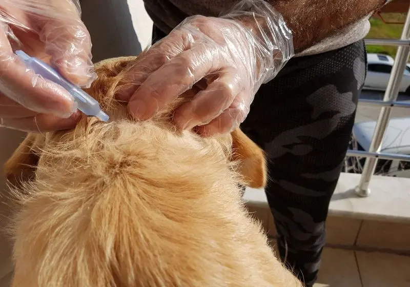 cachorrinho de pelagem dourada de costas recebendo um remédio de gotas na pele
