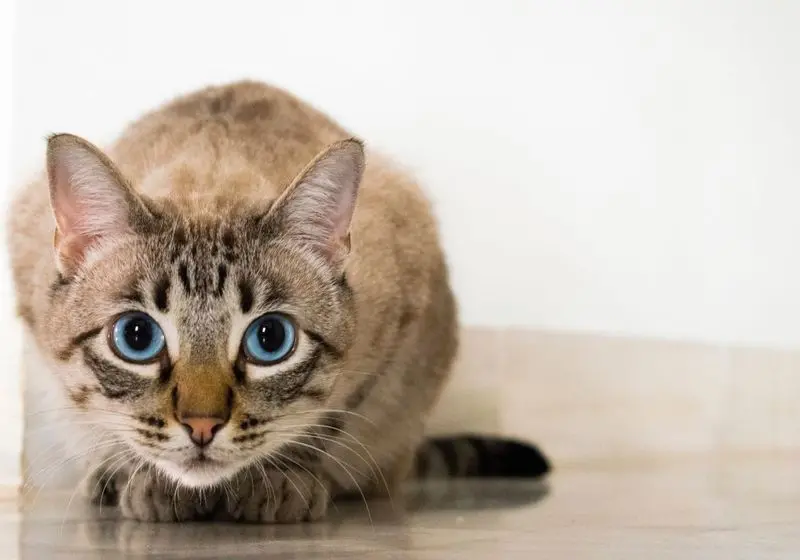 gatinho cinza rajado de olhos azuis abaixado olhando para a câmera em um fundo branco