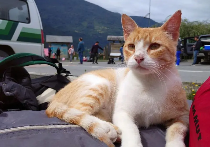 gatinho branco e laranja rajado deitado sobre uma bolsa em um fundo de estrada, pessoas e montanhas
