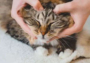gatinho rajado laranja e preto deitado recebendo uma massagem na cabeça