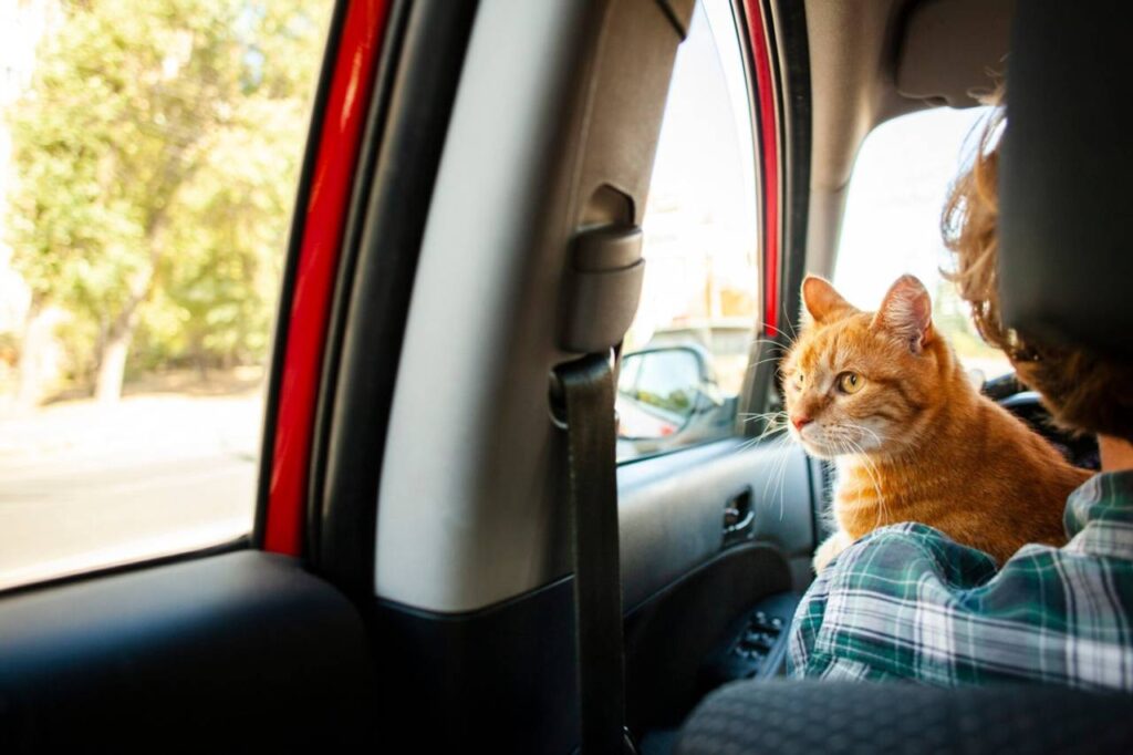 Gatinho dentro do carro no ombro de seu dono