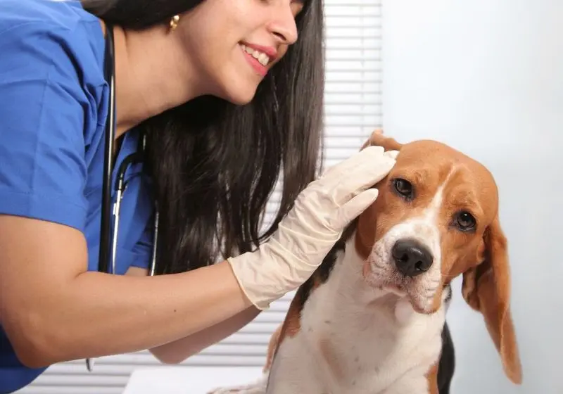 Beagle recebendo cuidado nas orelhas após tomar banho