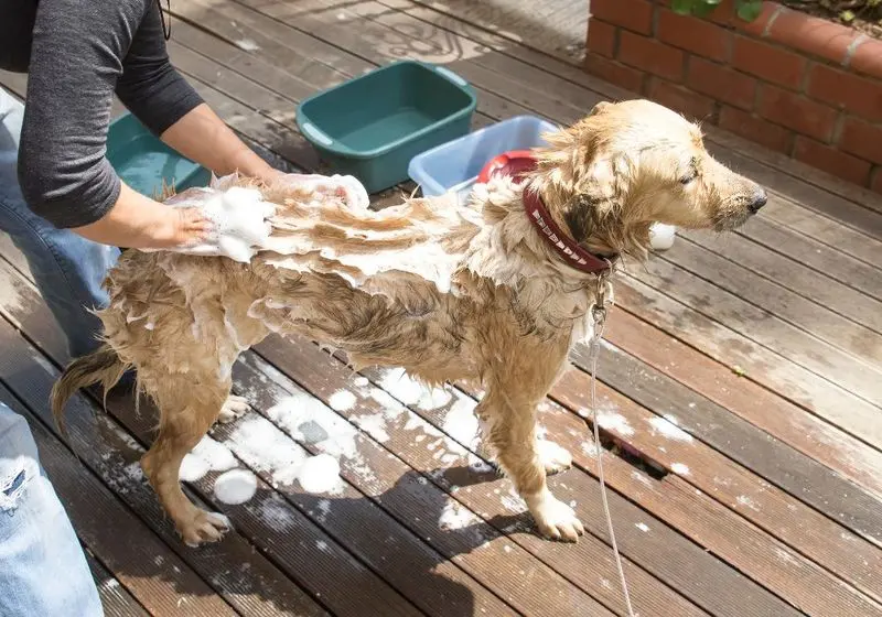 cachorrinho bege recebendo banho com shampoo em um lugar de chão de madeira