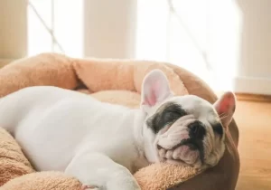 Cãozinho em uma caminha confortável