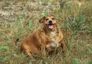 cachorro marrom gordo com a língua para fora sentado na grama