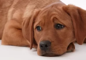 cachorro marrom deitado no chão com carinha de choro