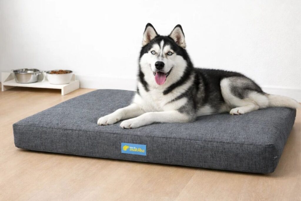 Cachorro Husky Siberiano deitado em colchonete ortopédico para cachorro grande na sala.