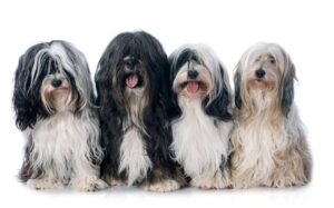 Quatro cães ao lado do outro