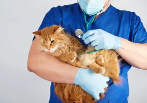 Veterinário segurando um gato no colo