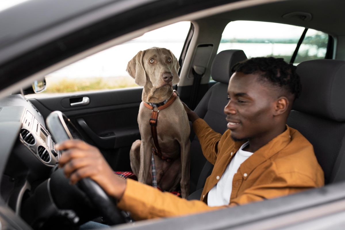 homem dirigindo com seu cachorro no banco do carona