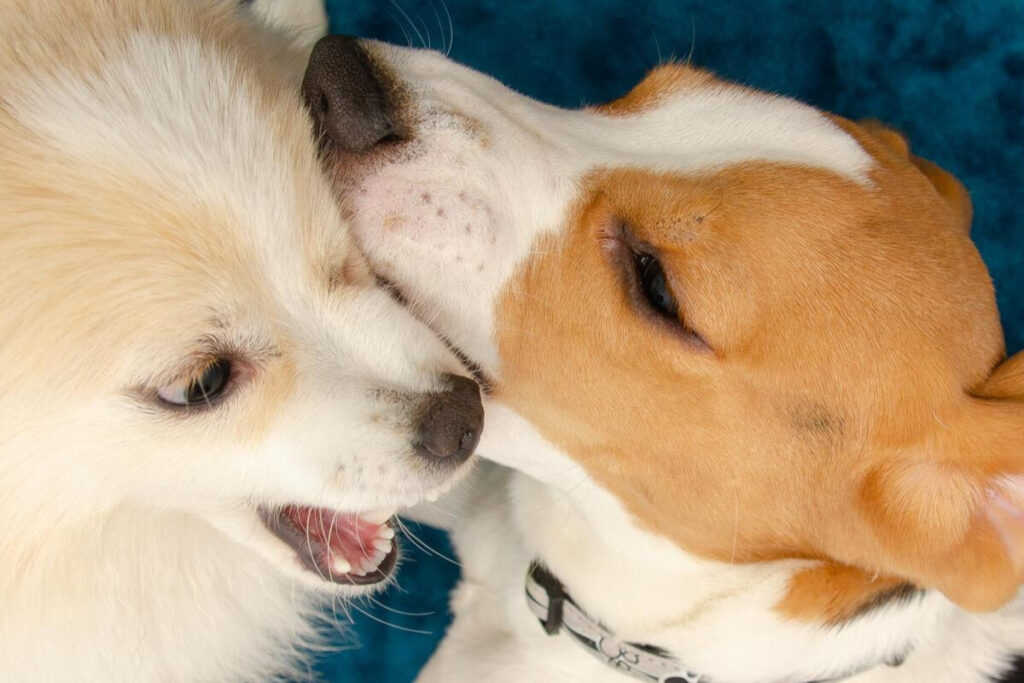 Cães brincando juntos com expressões felizes