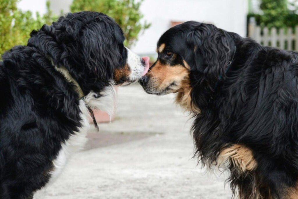 Dois cães se tocando com o nariz