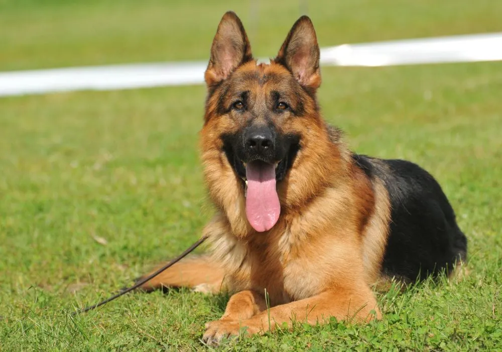 Raças de Cães - Grupo 3 (Cães de Guarda): Dogue Alemão